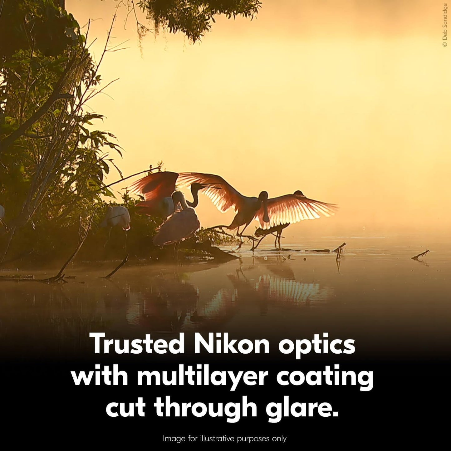 Nikon Action 12x50 Binocular | Multilayer-Coated Nikon Optics, high-Power 12x Magnification, Bright 50mm Objective Lenses, Turn-and-Slide Adjustable eyecups and Tripod-Ready Porro-Prism Design